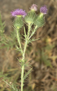 2008-07-21_3 Bull Thistle TN.jpg - 29475 Bytes